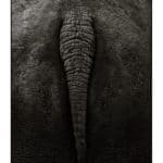 Elefant von hinten (bearbeitet)